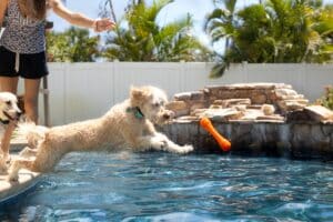 Can Dogs Swim in Pools