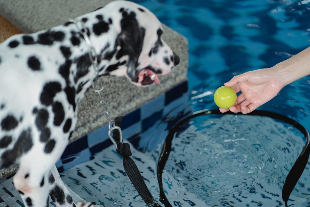 Best Pool Toys for Dogs