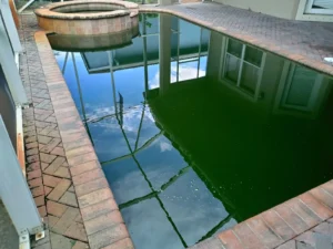 Green swimming pool with visible algae growth caused by poor maintenance and warm weather conditions in Florida.