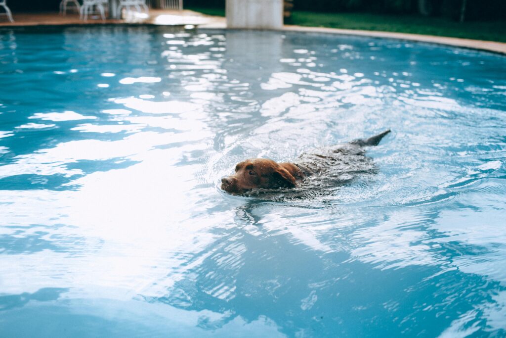 chlorine harmful to pets
