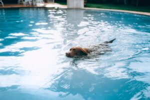 chlorine harmful to pets
