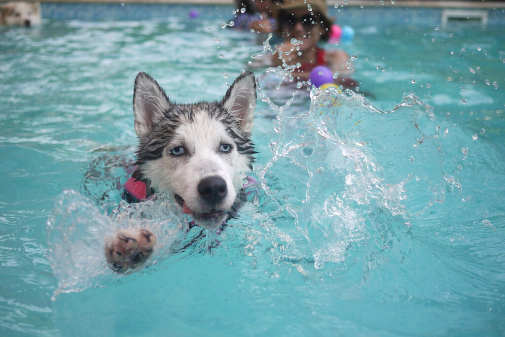 Happy dog swimming in a clean, well maintained backyard pool in Jupiter FL
