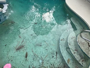 Leaves in pool after storm with debris floating in the water